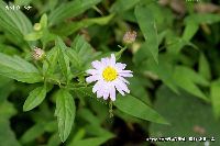 10月の植物11