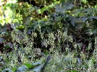 10月の植物13