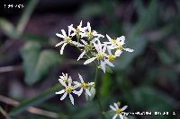 10月の植物20