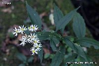 10月の植物21