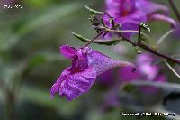 10月の植物28