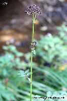 10月の植物35