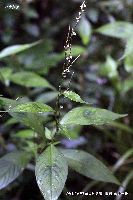 10月の植物37