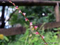 10月の植物44