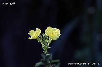 10月の植物45