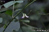 10月の植物48