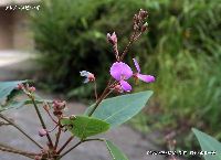 9月の植物2