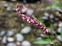 9月の植物5