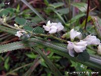 9月の植物21