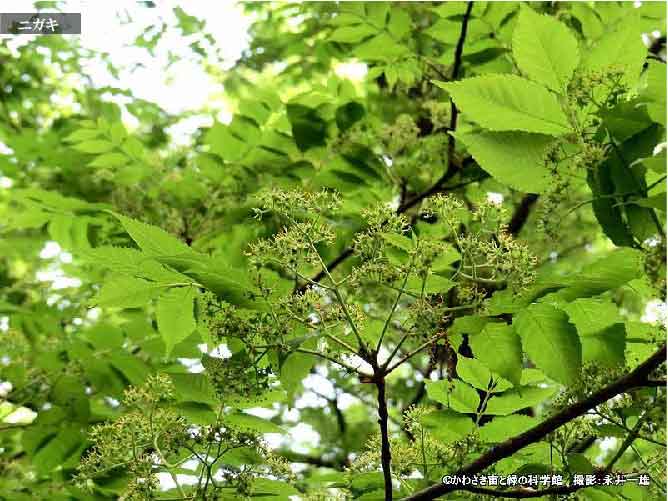 5月の植物40