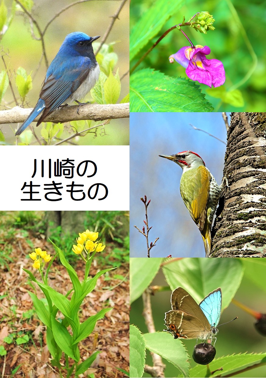 川崎の生きもの